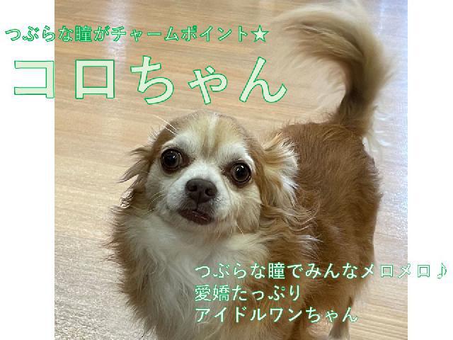 ワンちゃんと一緒に働く【介護福祉士/大阪市住之江区】　◎ユマニチュードを学べるグループホーム